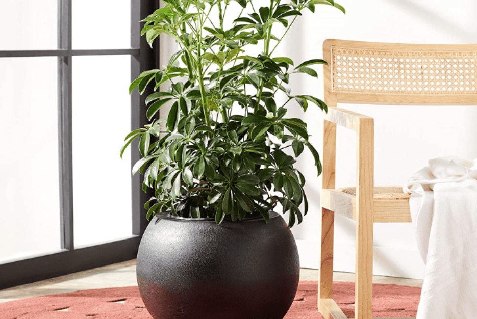 Safavieh Gerand Black Front Porch Planter