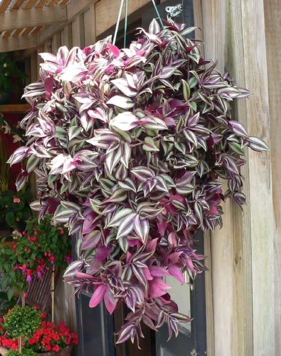 Wandering Jew Plant