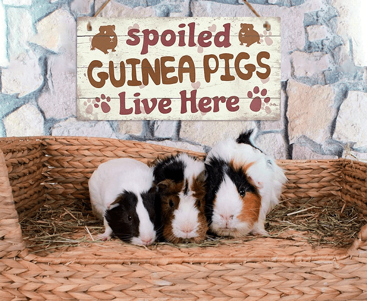 Guinea Pigs Porch Sign