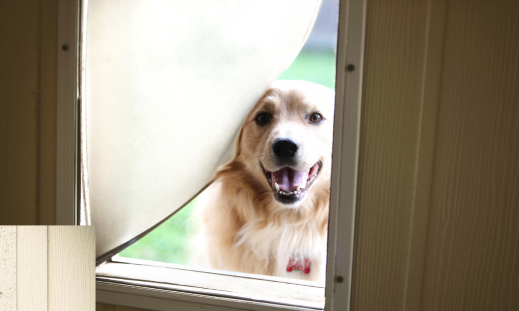 PetSafe Extreme Weather Alternatives