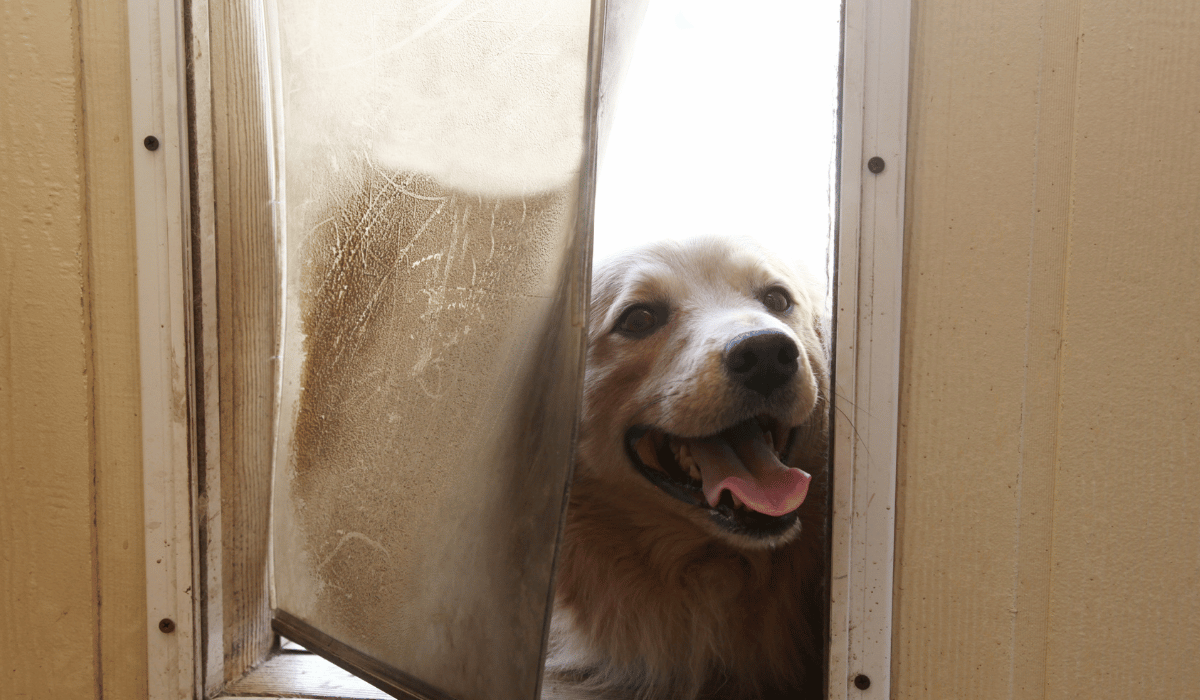 pet door with a golden retriever